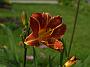 Hemerocallis Pfennigparade_Köhlein 1981